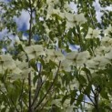 Cornus kousa 'Milky Way' - 5