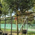 Ilex Nellie Stevens - 3