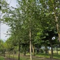 Betula utilis 'Jacquemontii' (Doorenbos) - 2