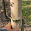 Betula utilis 'Jacquemontii' (Doorenbos) - 3