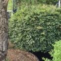 Fagus sylvatica - juni 2026