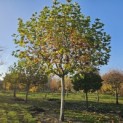 Platanus hispanica - Foto 1