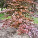 Fagus sylvatica 'Atropunicea' - Afbeelding 4