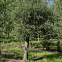 Olea europaea - 2