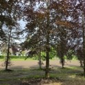 Fagus sylvatica 'Atropunicea' - 7