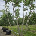 Rhus typhina - Foto 1