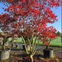 Acer palmatum Masu-kagami - 2