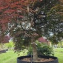 Acer palmatum 'Garnet' - 3