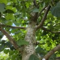 Tilia cordata 'Greenspire' - Foto 3