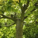 Tilia americana 'Nova' - 3