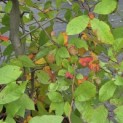 Nyssa sylvatica - Foto 5