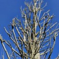 Carpinus betulus 'Frans Fontaine' - 2