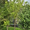 Prunus avium 'Sunburst' - 1