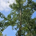 Ginkgo biloba - 2