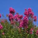 Lagerstroemia indica 'Rosea' - 4