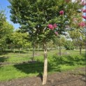 Lagerstroemia indica 'Rosea' - 3