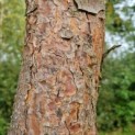 Pinus sylvestris - Foto 1