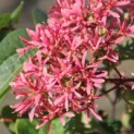 Heptacodium miconioides - Foto 1