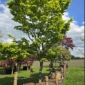 Acer palmatum - Foto 1
