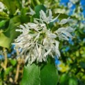 Chionanthus retusus - Foto 4