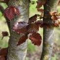 Fagus sylvatica 'Atropunicea' - 1