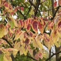 Cornus controversa - 3