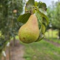 Pyrus c. 'Conference' - Foto 5