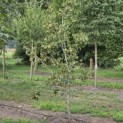 Pyrus c. 'Conference' - Foto 4