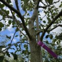 Malus domestica 'Jonagold' - Foto 2