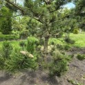 Pinus nigra Oregon Green - 5
