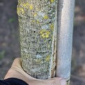 Juglans regia - 3