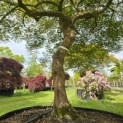 Acer palmatum 'Dissectum' - Foto 6