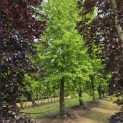 Liquidambar styraciflua - juni 2026