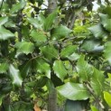 Quercus ilex - 4