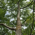 Juglans Nigra - 6