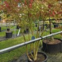 Acer palmatum - 3