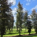 Fagus sylvatica 'Atropunicea' - 1