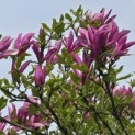 Magnolia 'Susan' - 1