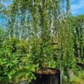 Prunus subhirtella 'Pendula' - Afbeelding 1