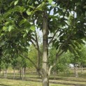 Magnolia 'Wada's Memory' - Foto 1
