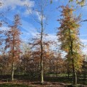 Fagus sylvatica 'Atropunicea' - Foto 1