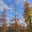 Fagus sylvatica 'Atropunicea' - Foto 2