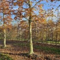 Fagus sylvatica 'Atropunicea' - Foto 3