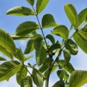 Juglans regia 'Bella Maria'' - impressie blad