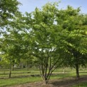 Zelkova serrata - 2