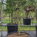 Acer palmatum 'Osakazuki' - Foto 1