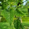 acer negundo