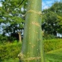 acer negundo