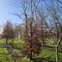 Fagus sylvatica - 2