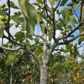 Ficus carica - Foto 1